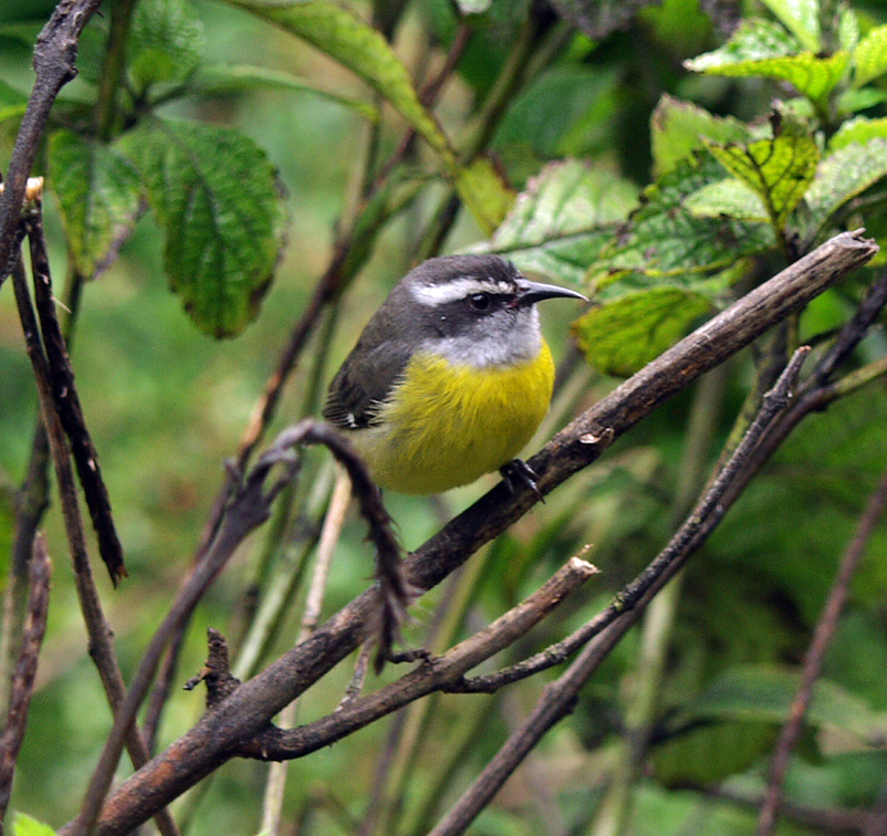 Bananaquit