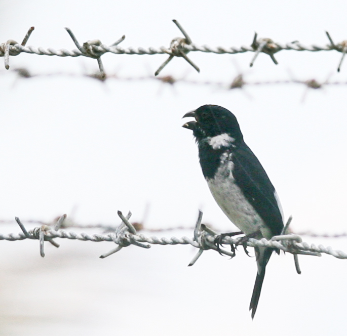 Male Variable Seedeater