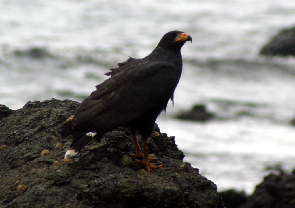 A Mangrove Black Hawk enjoys the spray of the Pacific Ocean as waves break on the volcanic rocks at the shore near Corcovado.