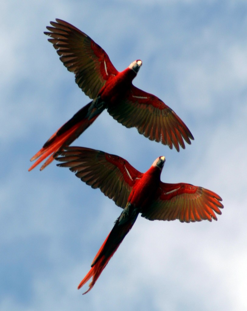 Two scarlet macaws fly overhead at the beach near Carate on the Osa Peninsula.