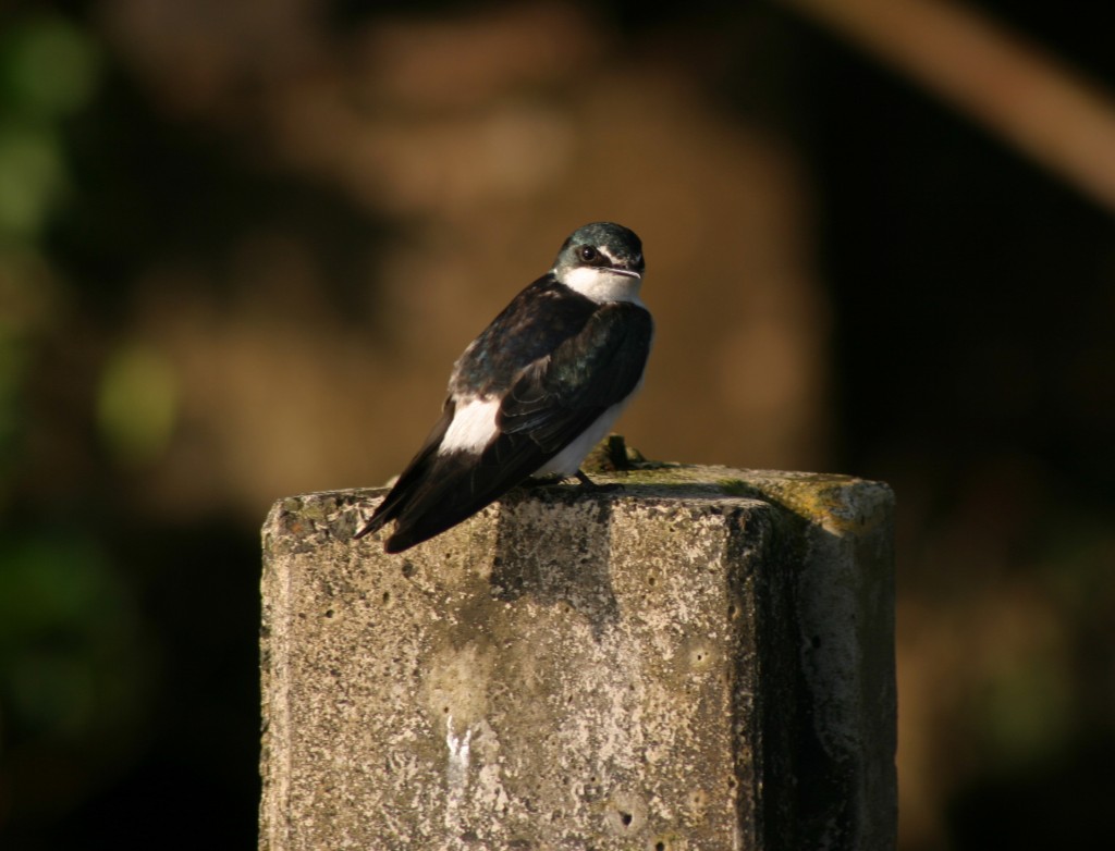 Mangrove Swallow roosts on the ruins of an old dock in Tortuguero.