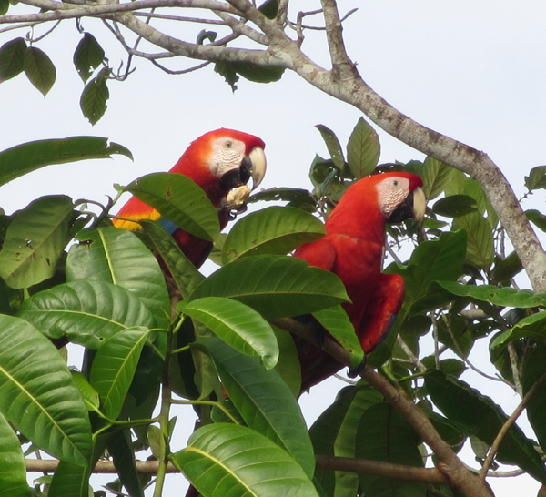 A pair of scarlet macaws in a tree along the road near Puerto Jimenez.