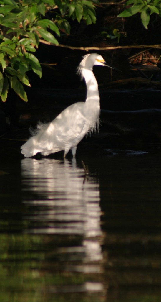 Snowy Egret