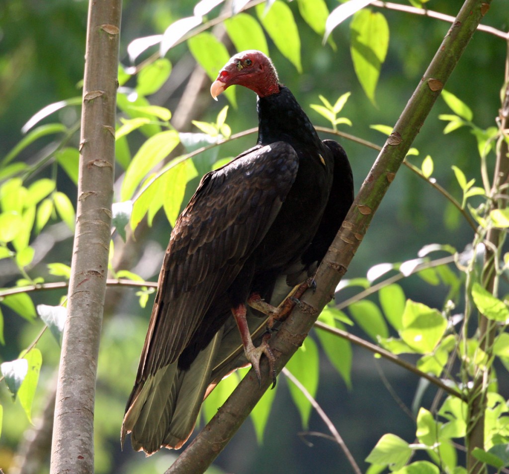 Turkey Vulture