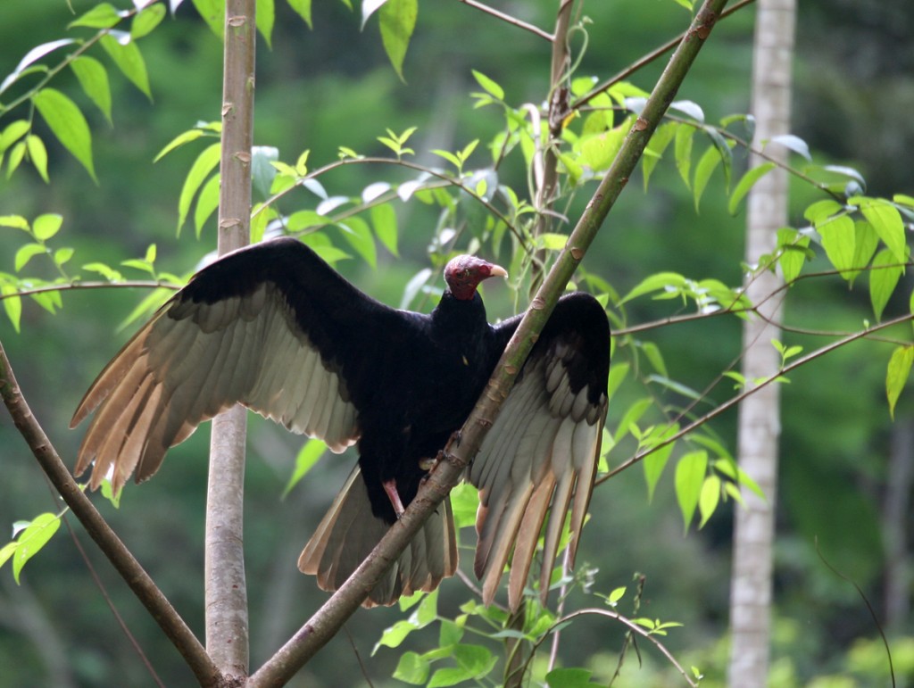 A Turkey Vulture lands in a tree on the Osa Peninsula.