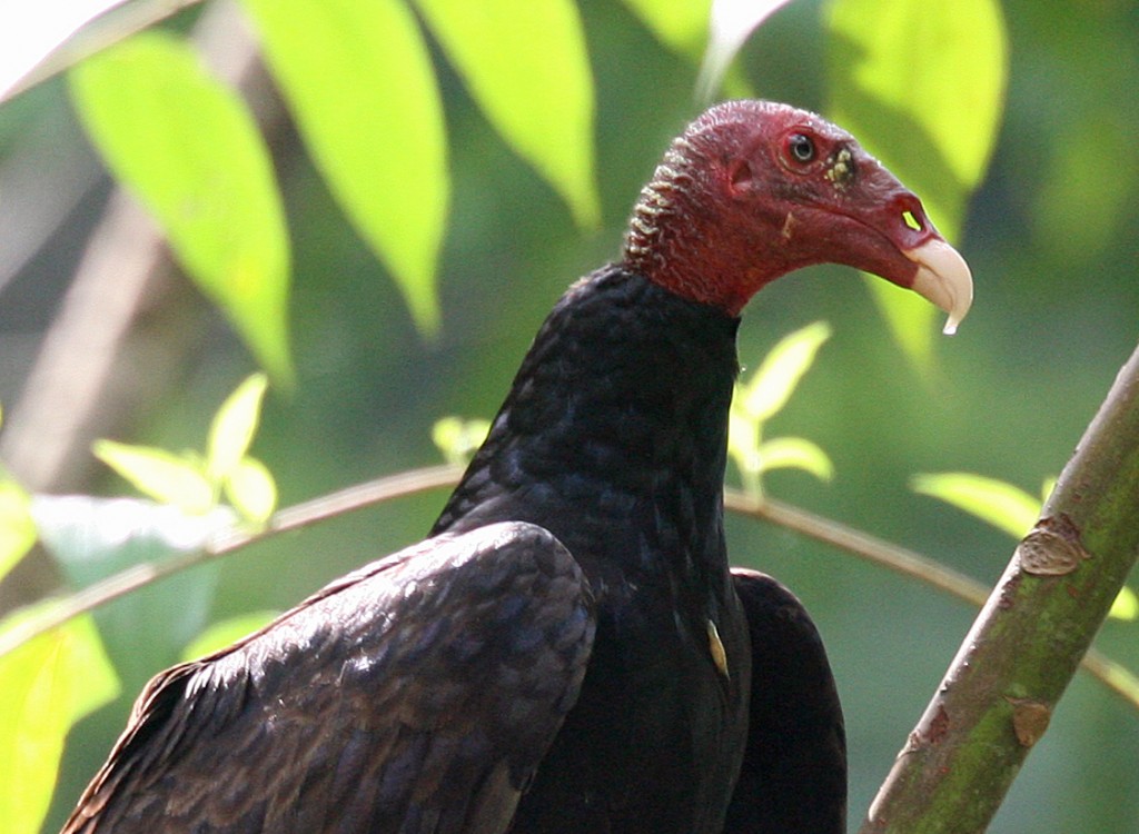 Turkey Vultures have a highly developed sense of smell.