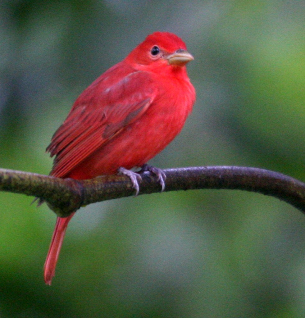 Male Summer Tanager