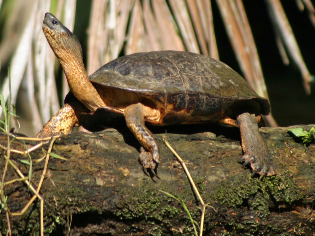 Black River Turtle